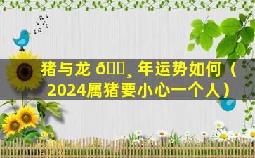 猪与龙 🌸 年运势如何（2024属猪要小心一个人）